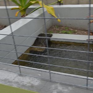 Typical Turtle Enclosure