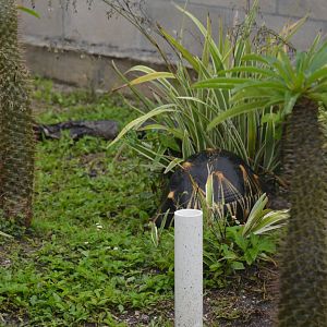 Radiated Tortoise