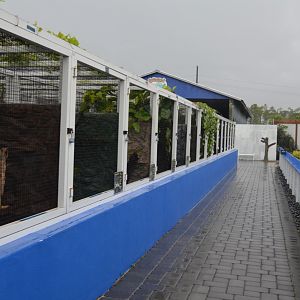 Chameleon and Lizard Habitats