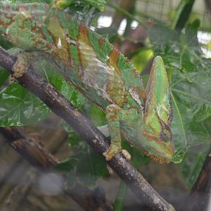 Veiled Chameleon