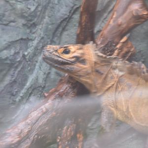 I do not remember what kind of animal this is.