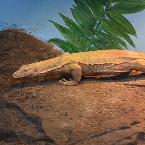 Albino Asian Water Monitor