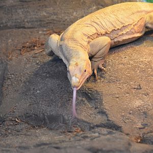 Albino Asian Water Monitor