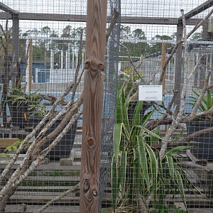 Outdoor Enclosures for Iguanas