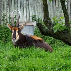 Sable antelope