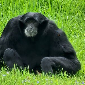 Siamang