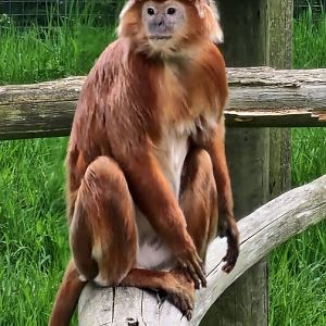Javan langur