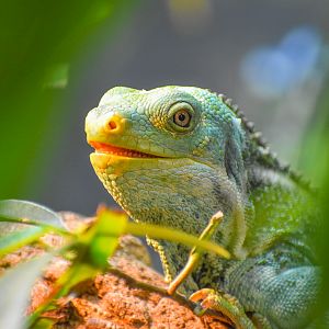 Fijian Crested Iguana