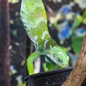 Fijian Crested Iguana eating