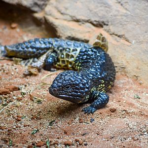 Shingleback