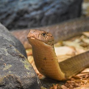King Cobra