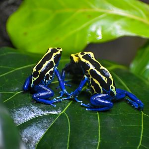 Dyeing Poison Dart Frogs