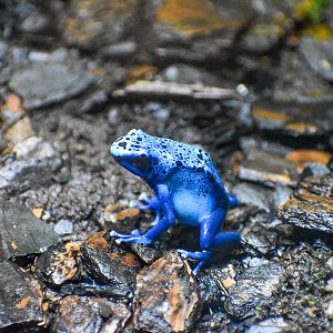 Blue Poison Dart Frog