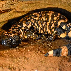 Gila Monster