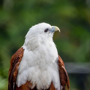 Brahminy Kite