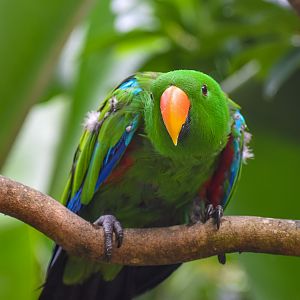 Eclectus Parrot