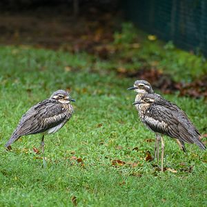 wild - Bush Stone-Curlews