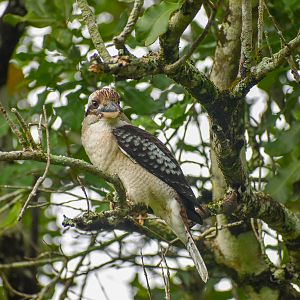 wild - Laughing Kookaburra
