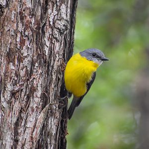 wild - Eastern Yellow Robin