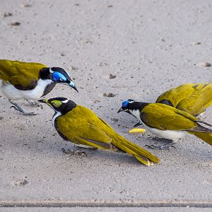 wild - Blue-faced Honeyeaters