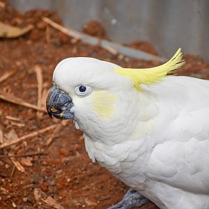Sulphur-crested Cockatoo