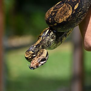 Reptile Show - Boa Constrictor