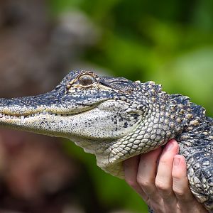 Reptile Show - American Alligator