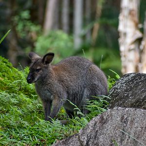 Bennett's Wallaby