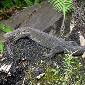 Merten's Water Monitor