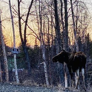 Clever Moose - Alaska