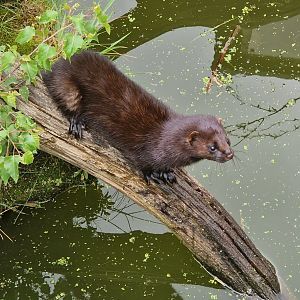 American Mink