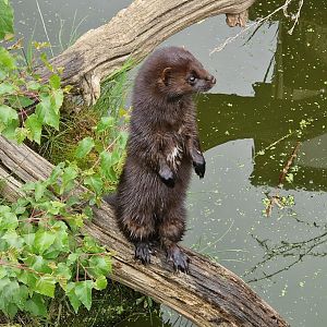 American Mink