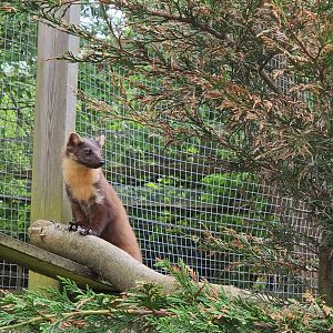 Pine Marten