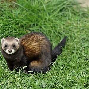 European Polecat