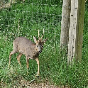 Roe Deer