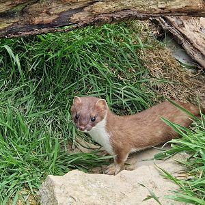 Stoat