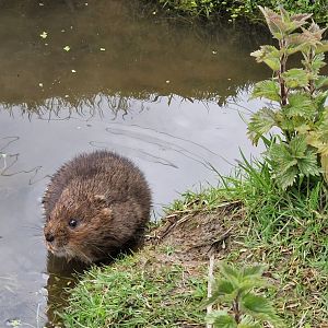 Water Vole