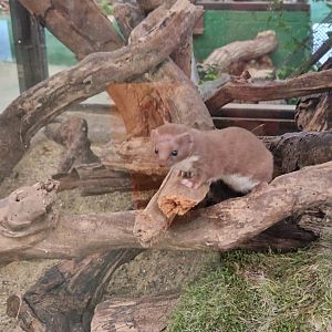 Least Weasel