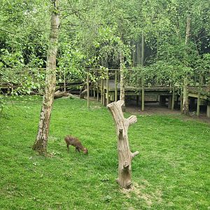 Red Squirrel/Muntjac Walktrough exhibit
