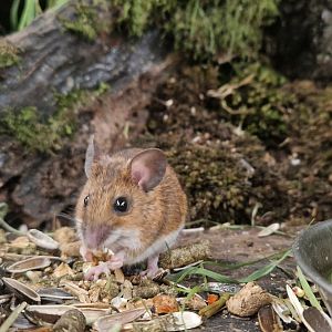 Wood Mouse
