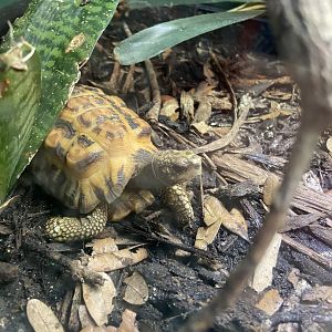 Tortoise (Sp?)
