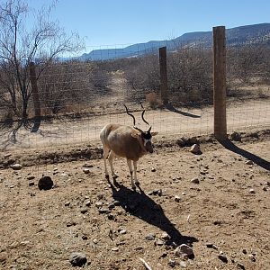 Out of Africa Wildlife Park (2021) - Addax on safari ride
