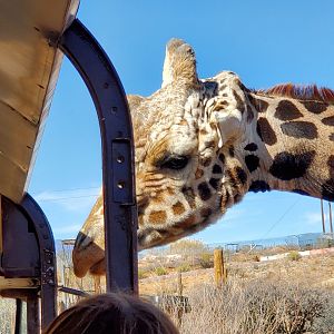 Out of Africa Wildlife Park (2021) - Giraffe on safari ride