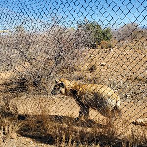 Out of Africa Wildlife Park (2021) - Spotted Hyena