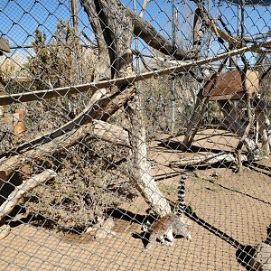 Out of Africa Wildlife Park (2021) - Ringtail Lemur
