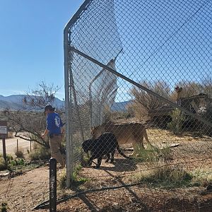 Out of Africa Wildlife Park (2021) - Lioness and Leopard
