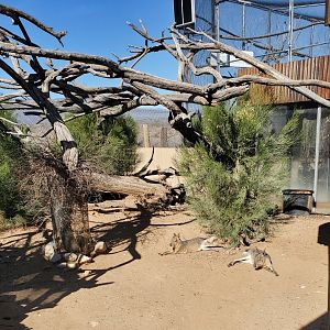 Out of Africa Wildlife Park (2021) - Patagonian Mara