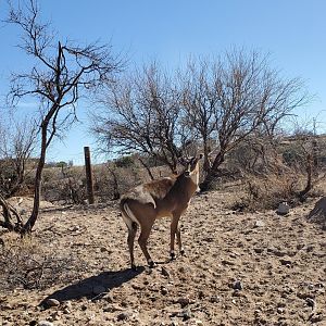 Out of Africa Wildlife Park (2021) - Nilgai on safari ride