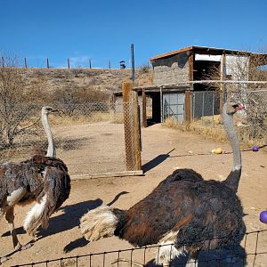 Out of Africa Wildlife Park (2021) - Ostrich on safari ride