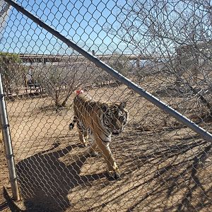Out of Africa Wildlife Park (2021) - Tiger